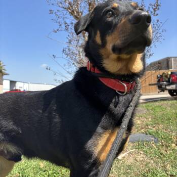 Rottweiler Dogs Available for Adoption - Bruno | PetCurious