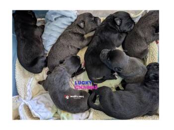 Cane Corso and Husky Dogs Available for Adoption - Lucky Charms Litter:  Heart | PetCurious