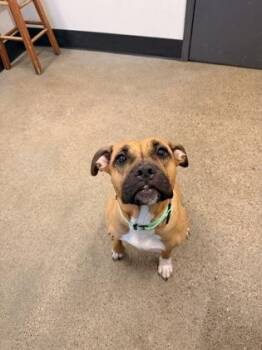 Carly -  Pit Bull Terrier Dog for Adoption in Cleveland, Ohio - Carly | PetCurious