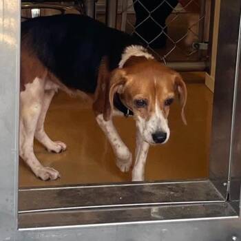 Mable -  Mixed Breed Dog for Adoption in Greenville, South Carolina - Mable | PetCurious