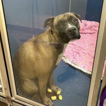 Boxer and Mixed Breed Dogs Available for Adoption in Merriam, Kansas - Deuce | PetCurious