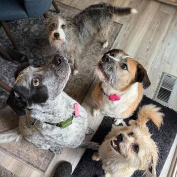 Charlie -  Mixed Breed Dog for Adoption in Bend, Oregon - Charlie | PetCurious