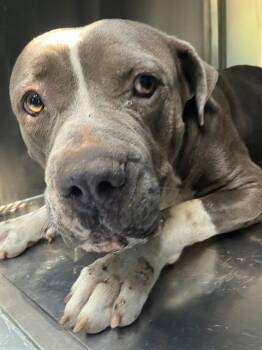 THOR -  Pit Bull Terrier Dog for Adoption in Dallas, Texas - THOR | PetCurious