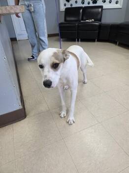 ALOHA -  Australian Cattle Dog Blue Heeler and Mixed Breed Dog for Adoption in Killeen, Texas - ALOHA | PetCurious