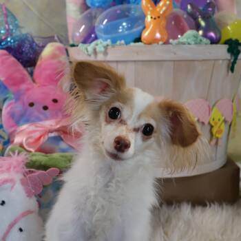 Rescue Chihuahua and Papillon Dogs for Adoption in Richmond, Texas - Fidget | PetCurious