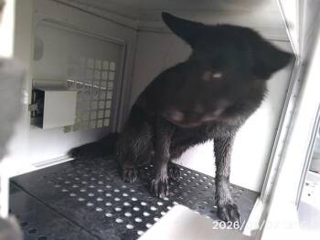 German Shepherd Dog Dogs Available for Adoption in Charlotte, North Carolina - YING | PetCurious