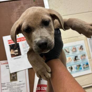 Quincy -  Mixed Breed Dog for Adoption in Memphis, Tennessee - Quincy | PetCurious