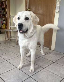 Rescue Great Pyrenees Dogs for Adoption in Grant, Nebraska - Willow | PetCurious