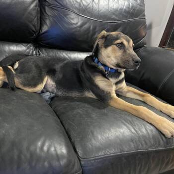 Hound Dogs Available for Adoption in South Elgin, Illinois - Snoopy | PetCurious