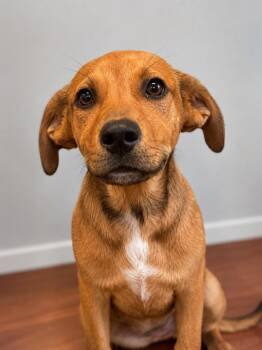 Sweetie Pie -  Black Mouth Cur Dog for Adoption in Gautier, Mississippi - Sweetie Pie | PetCurious