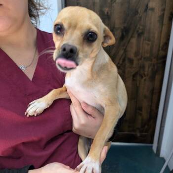 Chihuahua Dogs Available for Adoption - SCOOTALOO | PetCurious