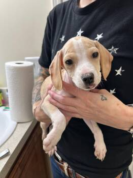 Rescue Beagle Dogs for Adoption in Lake Worth Beach, Florida - Ferris | PetCurious