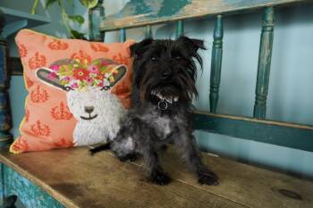 Cairn Terrier Dogs Available for Adoption in San Antonio, Texas - Isla | PetCurious