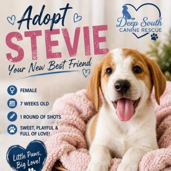 Stevie 6554 -  Mixed Breed Dog for Adoption in Loxahatchee Groves, Florida - Stevie 6554 | PetCurious