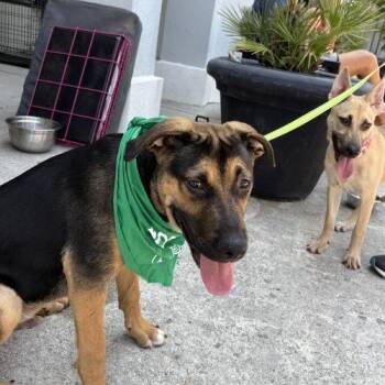 Hunter -  German Shepherd Dog Dog for Adoption in Sanford, North Carolina - Hunter | PetCurious