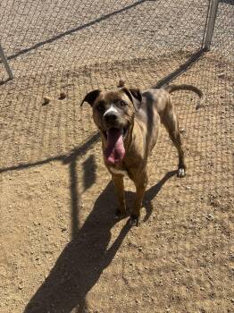 Rescue Boxer Dogs for Adoption in Sierra Vista, Arizona - Charlie | PetCurious
