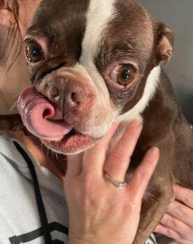 Boston Terrier Dogs Available for Adoption - Jellybean COURTESY POST | PetCurious