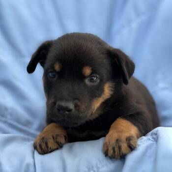 Eureka Pup - Carter -  Wire Fox Terrier and Shepherd Dog for Adoption in San Diego, California - Eureka Pup - Carter | PetCurious