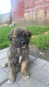 Avena -  Mixed Breed Dog for Adoption in Woodstock, Ontario - Avena | PetCurious