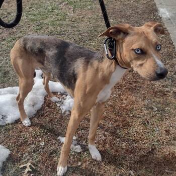 Mixed Breed Dogs Available for Adoption - Berkin | PetCurious