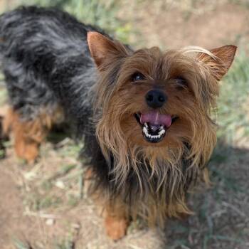 Captain Waffles -  Yorkshire Terrier and Mixed Breed Dog for Adoption in TIMBERCRK CYN, Texas - Captain Waffles | PetCurious