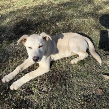 Yellow Labrador Retriever and Carolina Dog Dogs Available for Adoption - Wyatt Grover | PetCurious