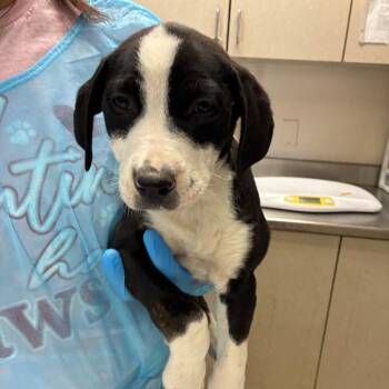 Labrador Retriever Dogs Available for Adoption - Zip | PetCurious