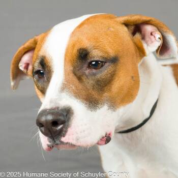 Rescue Pit Bull Terrier Dogs for Adoption in Montour Falls, New York - Bailey | PetCurious
