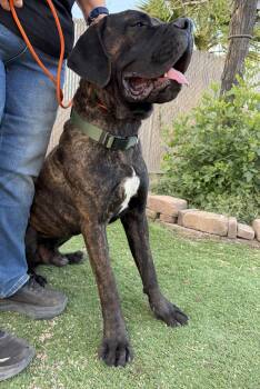 Cane Corso Dogs Available for Adoption in Glendale, Arizona - Teddy | PetCurious