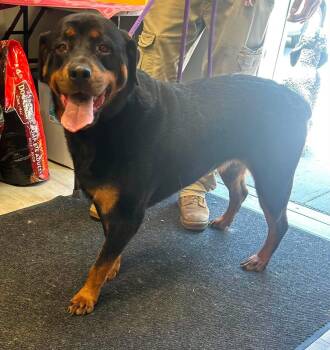 Journey -  Rottweiler Dog Available for Adoption - Journey | PetCurious
