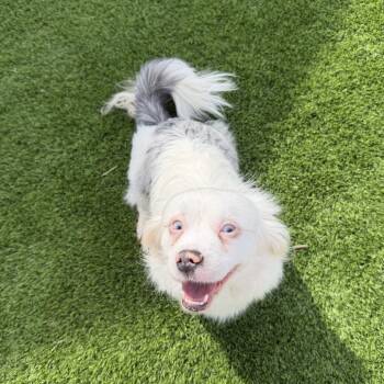 River -  Australian Shepherd and Shih Tzu Dog for Adoption - River | PetCurious