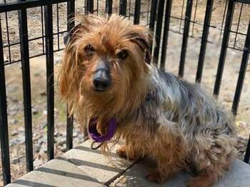Rescue Yorkshire Terrier Dogs for Adoption in Lewistown, Pennsylvania - Alf | PetCurious