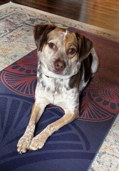 Rescue Cattle Dog Dogs for Adoption in River Vale, New Jersey - Birdie | PetCurious