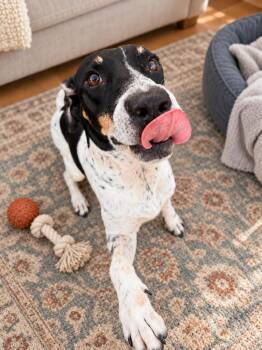 Buddy -  English Pointer and Beagle Dog for Adoption - Buddy | PetCurious