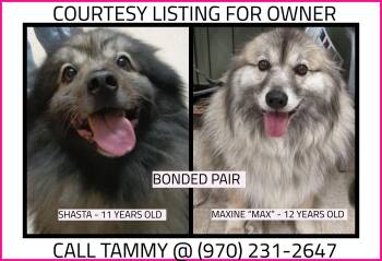 Shasta & Maxine - BONDED - COURTESY LISTING -  Keeshond Dog for Adoption in Valley City, North Dakota - Shasta & Maxine - BONDED - COURTESY LISTING | PetCurious
