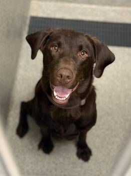 Jody -  Chocolate Labrador Retriever Dog for Adoption in Sacramento, California - Jody | PetCurious