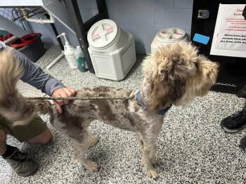 Hercules -  Mixed Breed Dog for Adoption in Emmett, Idaho - Hercules | PetCurious