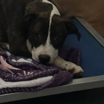 Feather -  Mixed Breed Dog for Adoption in Auburn, Alabama - Feather | PetCurious