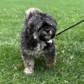 Shih Tzu Dogs Available for Adoption in Cooperstown, New York - Bailey | PetCurious
