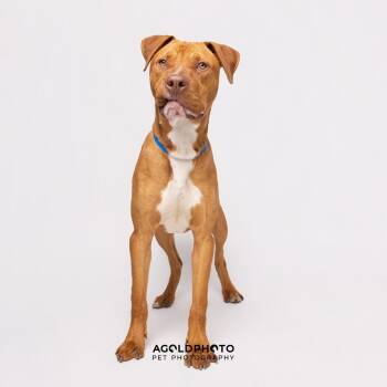 Terrier Dogs Available for Adoption in Tampa, Florida - Trey | PetCurious