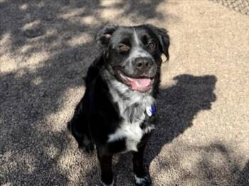 Border Collie and Australian Shepherd Dogs Available for Adoption in Loveland, Colorado - LOKI | PetCurious