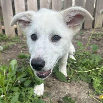 Great Pyrenees Dogs Available for Adoption in Normal, Illinois - Honey | PetCurious