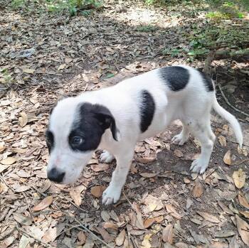 Baloo WA14579-T LOCAL Adoption Event in Bellevue 8/21 -  Labrador Retriever and Border Collie Dog for Adoption in Missouri City, Texas - Baloo WA14579-T LOCAL Adoption Event In Bellevue 8/21 | PetCurious