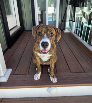SASSY -  Bulldog and Terrier Dog for Adoption in Seale, Alabama - SASSY | PetCurious