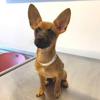 IVHS-Stray-144009 -  Chihuahua Dog for Adoption in San Gabriel, California - IVHS-Stray-144009 | PetCurious