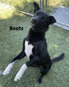 Rescue Border Collie and Black Labrador Retriever Dogs for Adoption in Seymour, Indiana - Boots | PetCurious