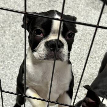 Bindie -  Boston Terrier Dog for Adoption in Antwerp, Ohio - Bindie | PetCurious