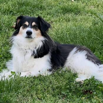 Dixie -  Australian Shepherd and Beagle Dog for Adoption in Maryville, Tennessee - Dixie | PetCurious