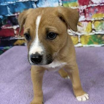 Mixed Breed Dogs Available for Adoption in Lynchburg, Virginia - Lou | PetCurious