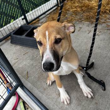 Taco -  Mixed Breed Dog for Adoption in Batavia, Ohio - Taco | PetCurious